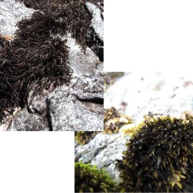 Figura-12-Izquierda-Andreaea-alpina-derecha-Andreaea-cf-subulata_Q640.jpg