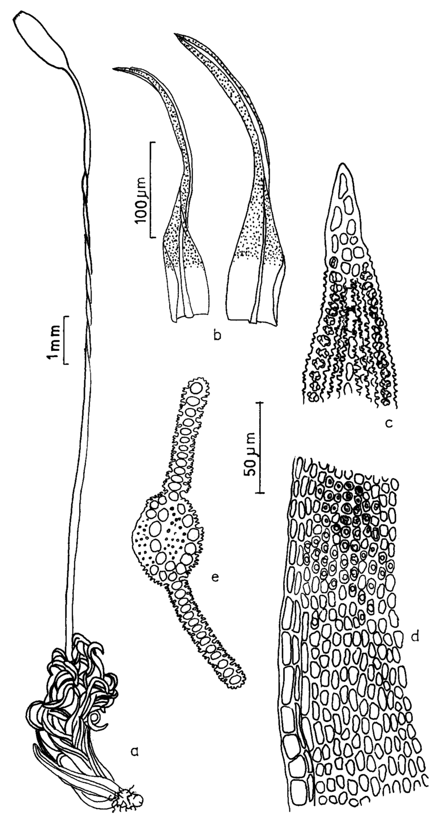 Figura-13-Trichostomum-tenuirostris-Hook-Taylor-Lindb-a-Aspecto-geral-do.png