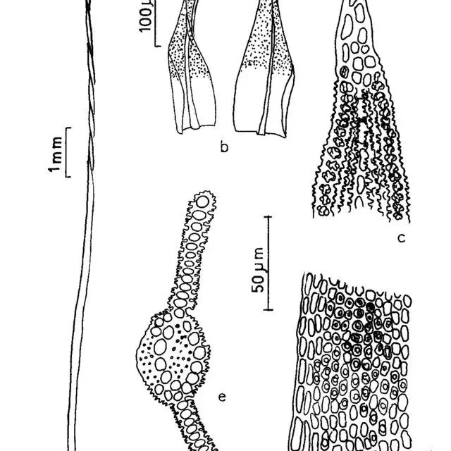 Figura-13-Trichostomum-tenuirostris-Hook-Taylor-Lindb-a-Aspecto-geral-do_Q640.jpg
