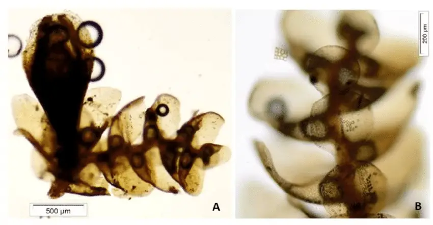 Figura-14-Cheilolejeunea-quinquecarinata-RM-Schust-W-Ye-RL-Zhu-Gradst-A.png