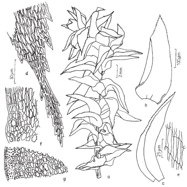 Figura-14-Ptychomnion-cygnisetum-Muell-Hal-Kindb-a-Aspecto-geral-do-gametofito_Q640.jpg