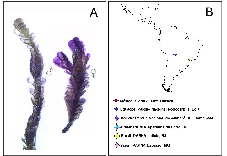 Figura-2-A-Hepatica-Jamesoniella-rubricaulis-Nees-Grolle-B-Distribuicao-das.png