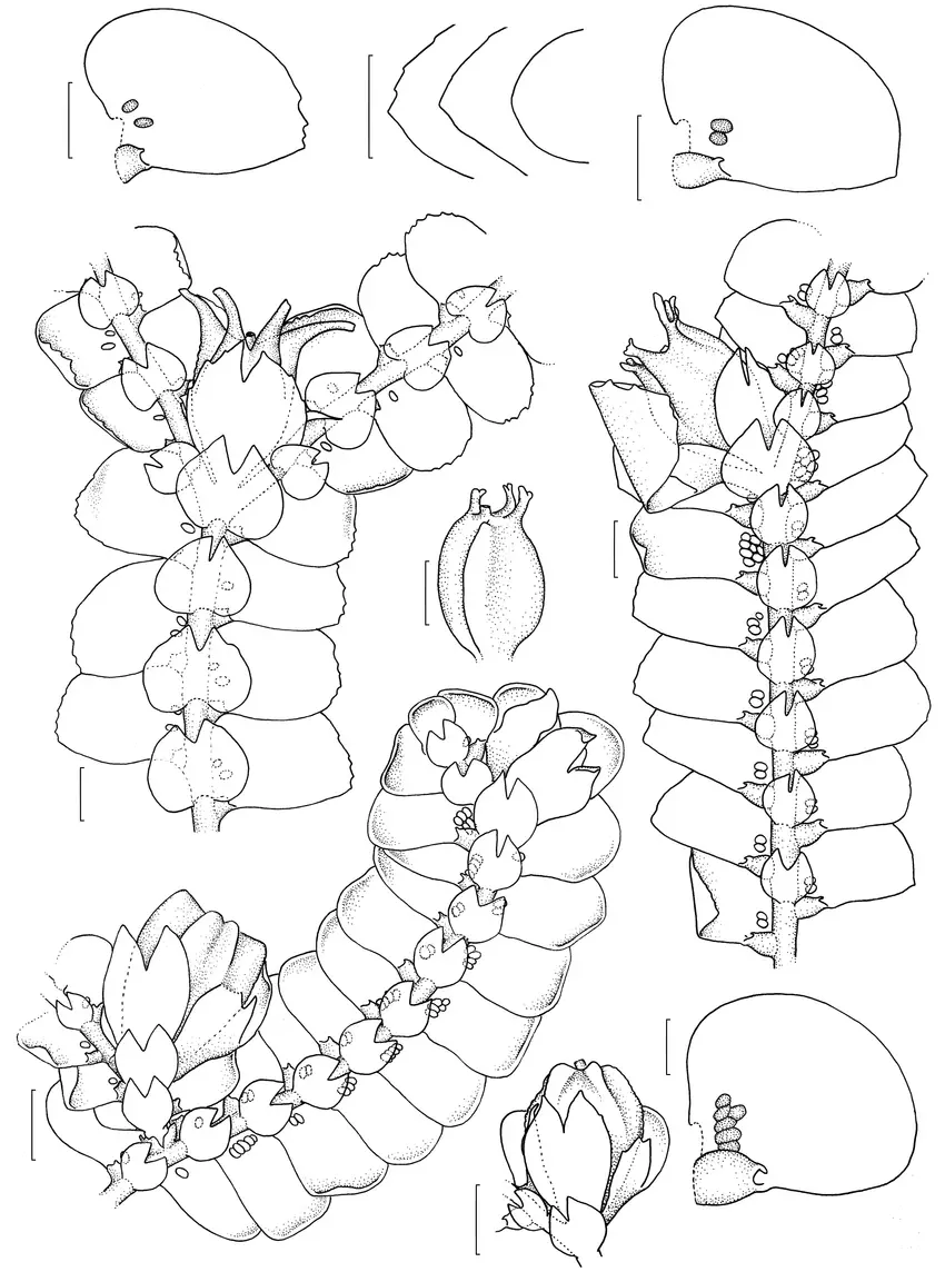 Figura-2-a-b-Ceratolejeunea-cornuta-a-fildio-em-vista-ventral-b-hbito-c-f.png