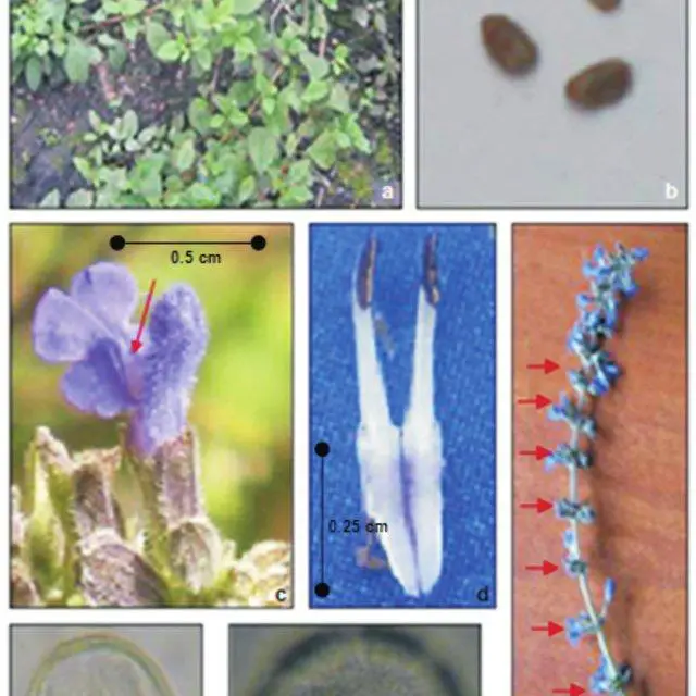 Figura-3-Aspectos-de-la-biologia-reproductiva-de-S-bogotensis-a-reproduccion-asexual_Q640.jpg