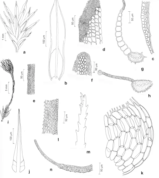 Figura-3-Calymperaceae-e-Dicranaceae-a-h-Calymperes-erosum-Muell-Hal-a-Aspecto-geral.png