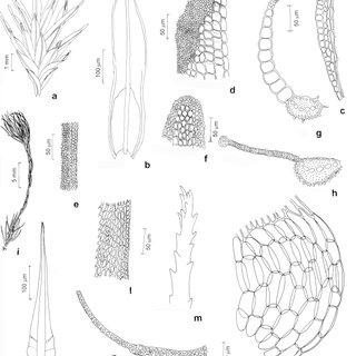 Figura-3-Calymperaceae-e-Dicranaceae-a-h-Calymperes-erosum-Muell-Hal-a-Aspecto-geral_Q320.jpg