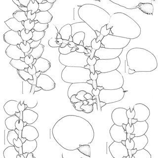 Figura-3-a-c-Cheilolejeunea-acutangula-a-hbito-b-lbulo-c-fildio-em-vista_Q320.jpg