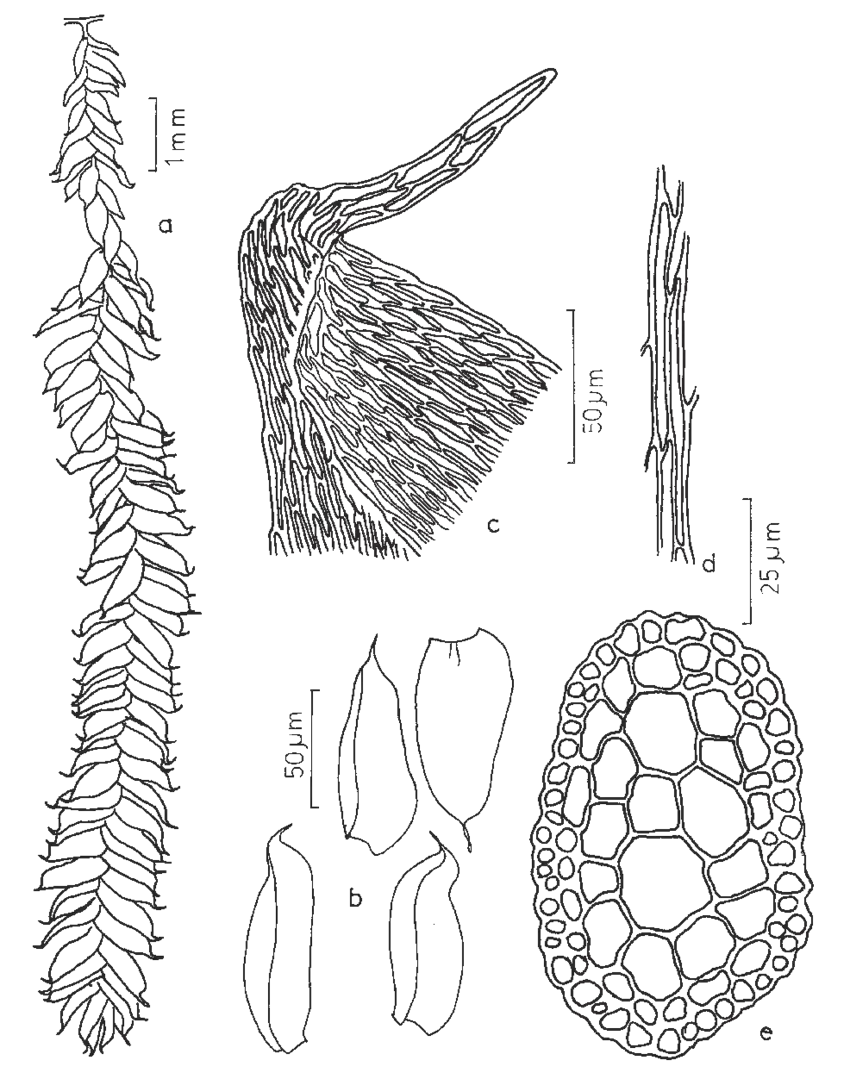 Figura-4-Catagonium-brevicaudatum-Muell-Hal-ex-Broth-a-Aspecto-geral-do-gametofito.png