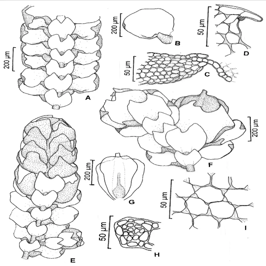 Figura-4-Cheilolejeunea-acutangula-Nees-Grolle-A-Gametofito-vista-ventral-B.png