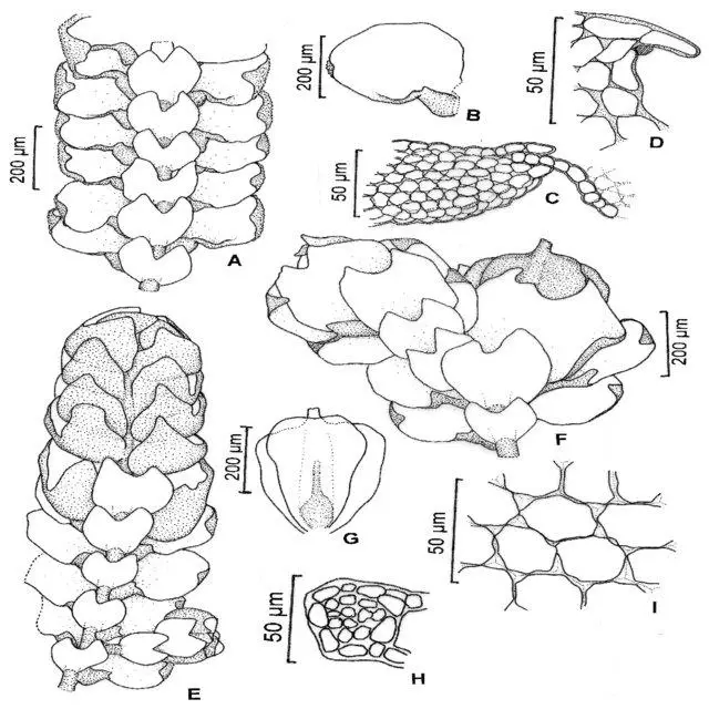 Figura-4-Cheilolejeunea-acutangula-Nees-Grolle-A-Gametofito-vista-ventral-B_Q640.jpg