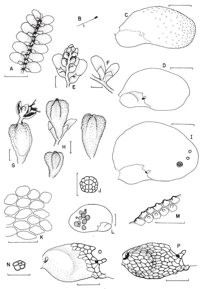 Figura-4-Cololejeunea-obliqua-Nees-Mont-Schiffn-A-P-A-Habito-vista-ventral-B.jpg