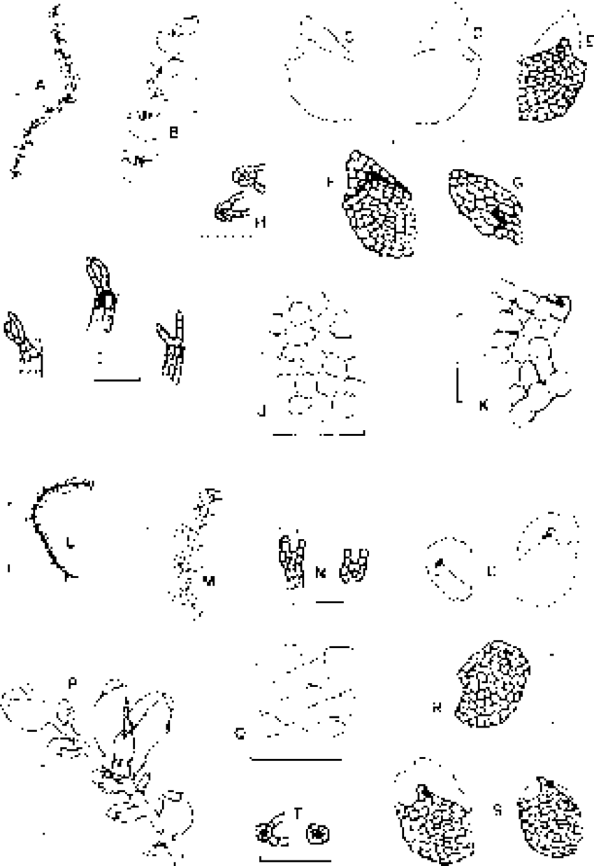 Figura-4-Microlejeunea-acutifolia-A-K-A-habito-vista-ventral-B-habito-em-detalhe.png