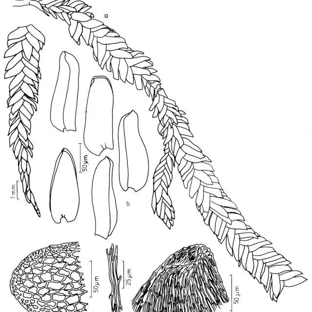 Figura-5-Catagonium-emarginatum-SH-Lin-a-Aspecto-geral-do-gametofito-b-Filidios_Q640.jpg