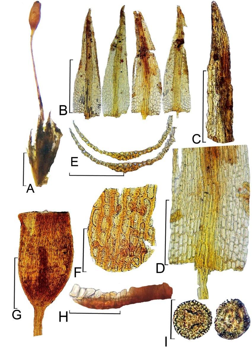 Figura-6-Dicranella-gymna-Muell-Hal-Broth-A-Habito-B-Filidios-C-Apice-do.jpg