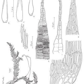Figura-7-Aptychopsis-subpungifolia-a-Aspecto-geral-do-gametofito-com-esporofito-b-d_Q320.jpg