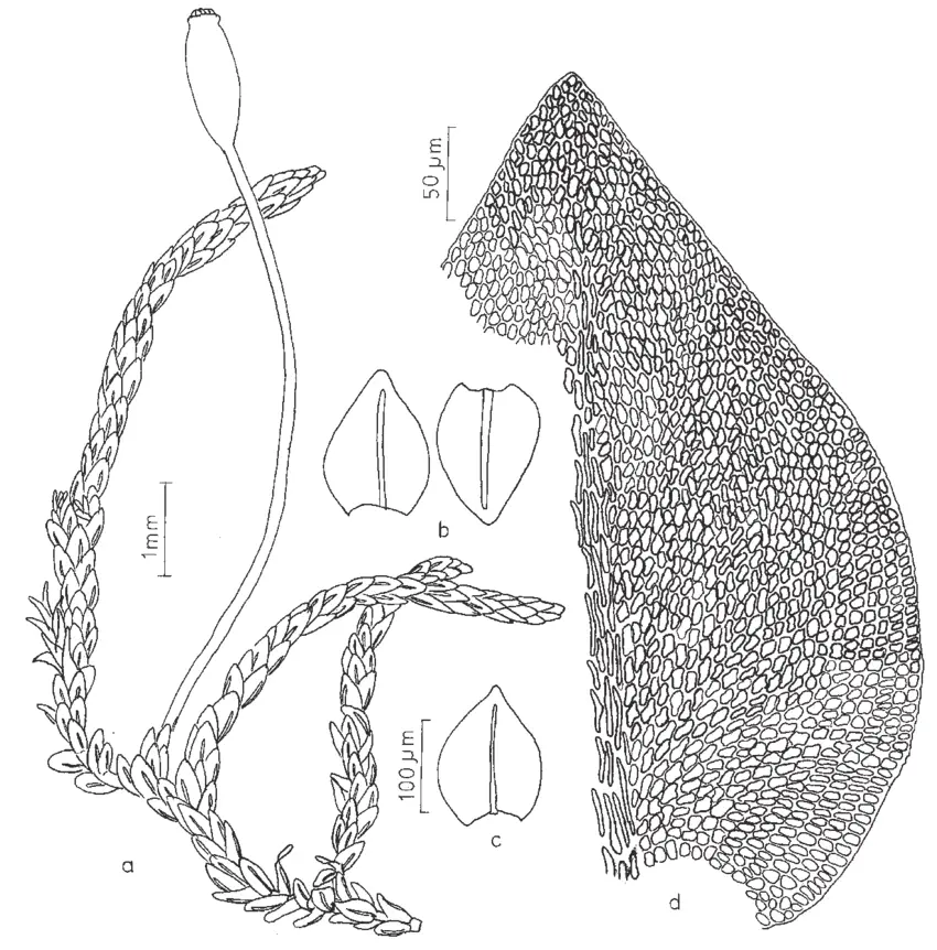 Figura-7-Dimerodontium-pellucidum-Schwaegr-Mitt-a-Aspecto-geral-do-gametofito-b-c.png