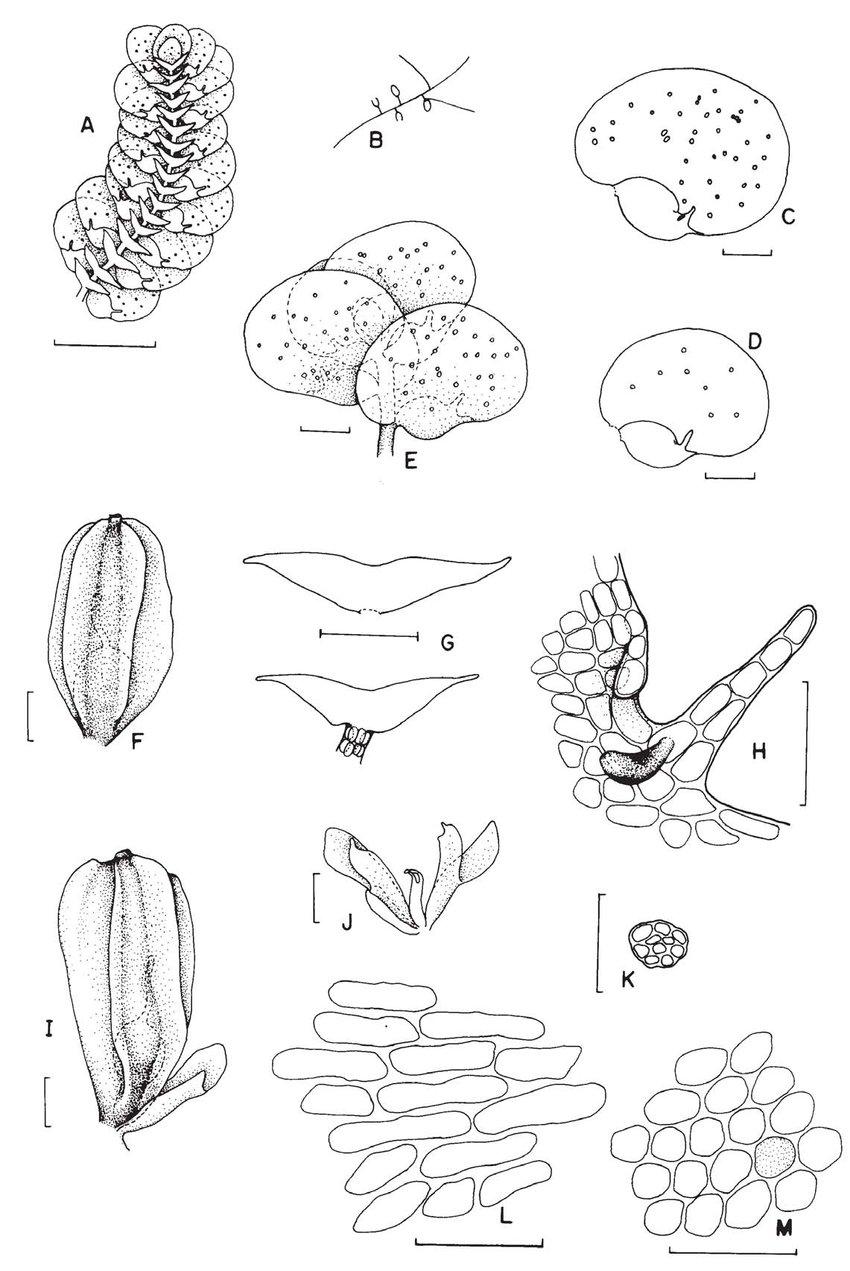 Figura-7-Diplasiolejeunea-brunnea-Steph-A-M-A-Habito-vista-ventral-B-Esquema-de.jpg
