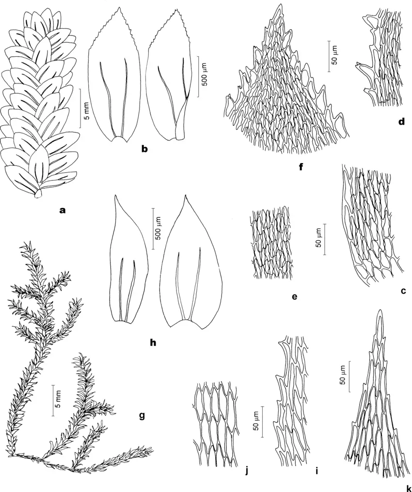 Figura-7-Pilotrichaceae-a-f-Hookeriopsis-heterophylla-Sehnem-a-Aspecto-geral-do.png