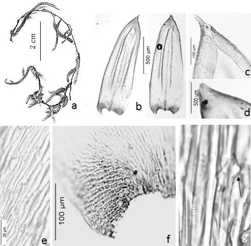 Figura-8-Orthostichopsis-tetragona-Hedw-Broth-a-Habito-b-Filidios-c-d-apice-do.png