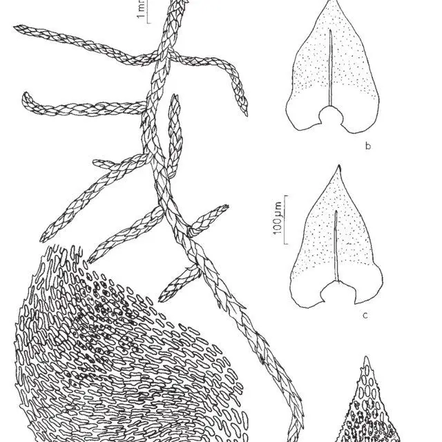Figura-9-Papillaria-flexicaulis-Wilson-A-Jaeger-a-Aspecto-geral-do-gametofito-b-c_Q640.jpg