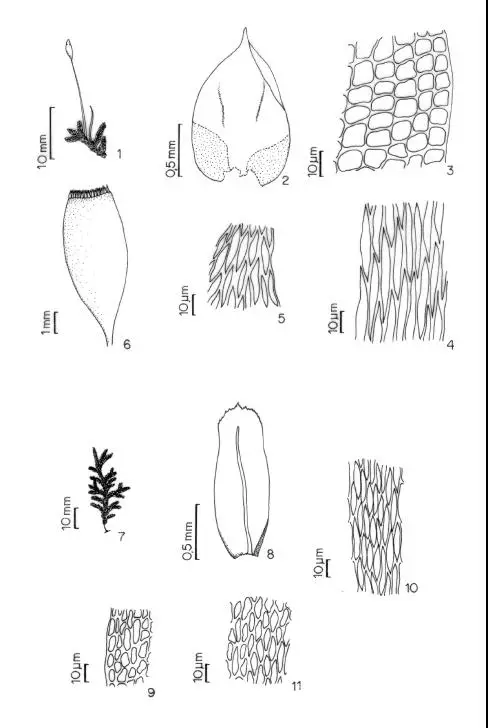 Figuras-1-6-Erythodontium-longisetum-Hook-Par-1-habito-2-filidio-3-celulas.png