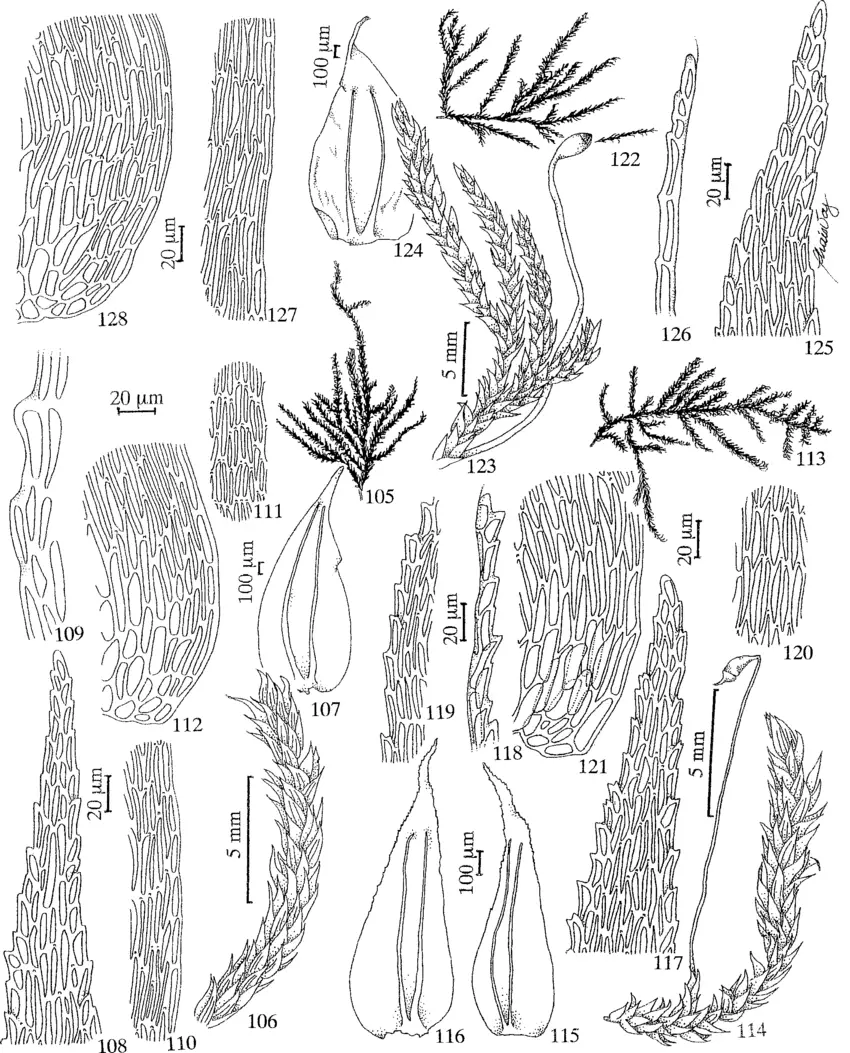 Figuras-105-112-Trachyxiphium-aduncum-Mitt-WR-Buck-105-Habito-106-Detalhe-do.png