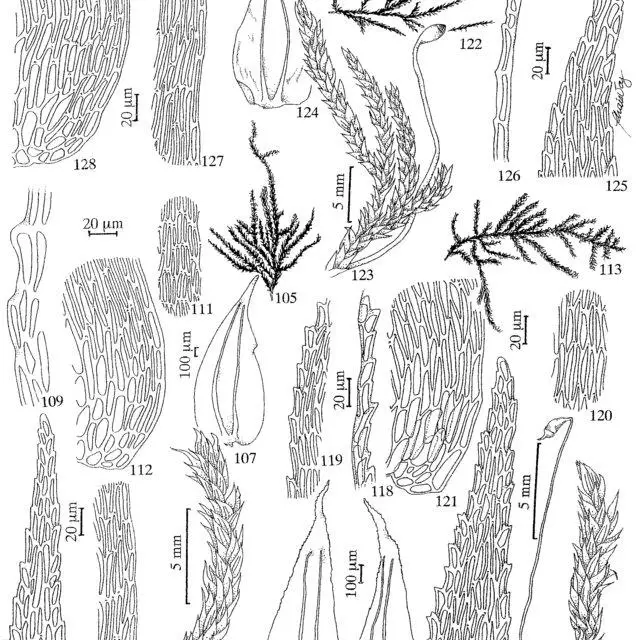 Figuras-105-112-Trachyxiphium-aduncum-Mitt-WR-Buck-105-Habito-106-Detalhe-do_Q640.jpg