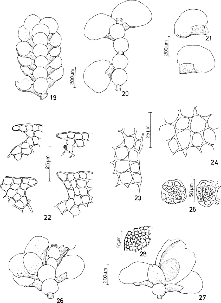 Figuras-19-28-Leucolejeunea-caducifolia-Gradst-Schaefer-Verwimp-19-Gametofito-vista.png