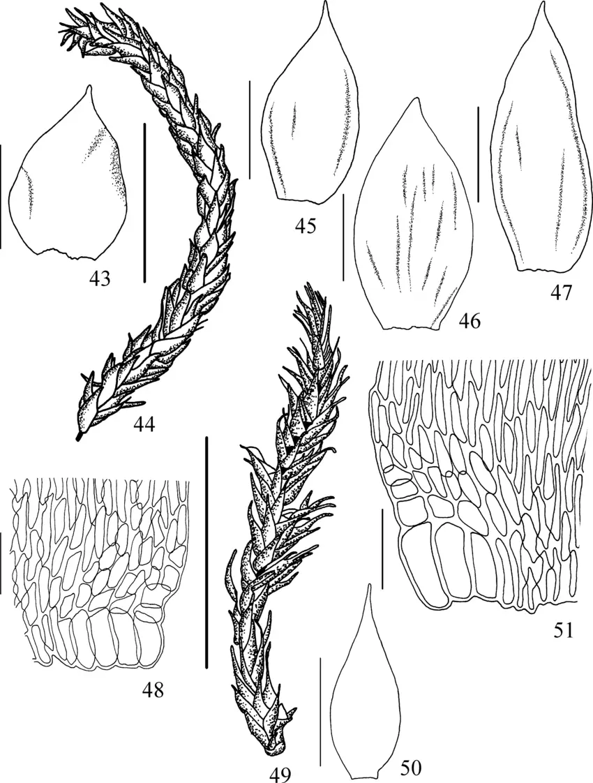 Figuras-43-51-Sematophyllum-subpinnatum-e-S-subsimplex-43-48-Sematophyllum.png