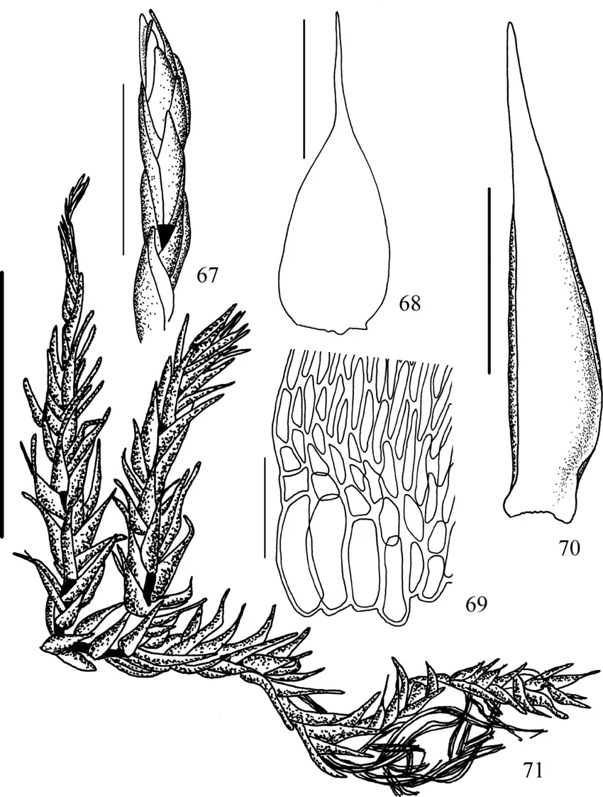 Figuras-67-71-Wijkia-flagellifera-67-Ramo-flageliforme-DM-Vital-WR-Buck-20613.png