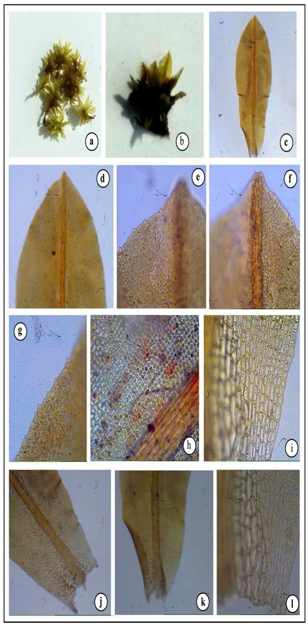 Figure-2-Hyophila-involuta-Hook-A-Jaeger-a-b-habit-c-leaf-d-leaf-apex-e.png