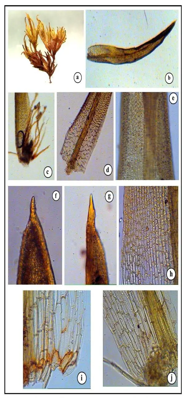 Figure-4-Tortella-tortuosa-Hedw-Limpr-a-habit-b-leaf-c-d-leaf-base-e.png