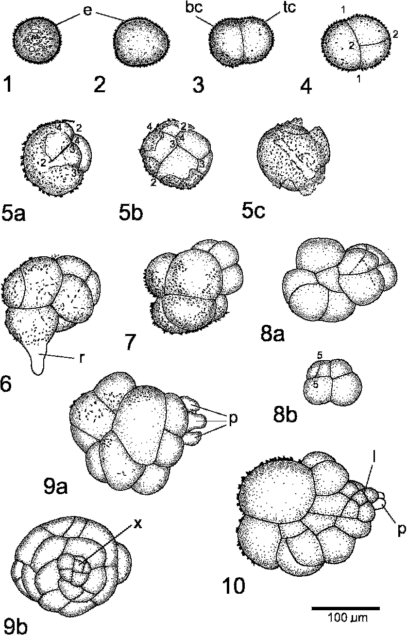 Figures-1-10-Sporeling-ontogeny-in-Cavicularia-densa-Steph-1-Ungerminated-spore-2.png