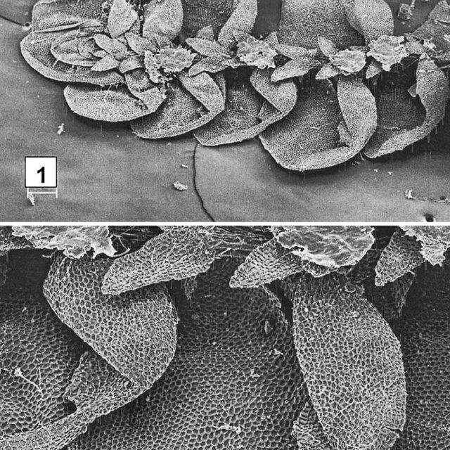 Figures-1-2-Diplasiolejeunea-eggersii-1-Habit-ventral-view-in-dry-state-2-Leaf_Q640.jpg