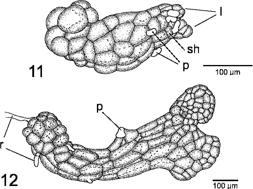 Figures-11-12-Juvenile-gametophyte-development-in-Cavicularia-densa-Steph-11-Lateral.png