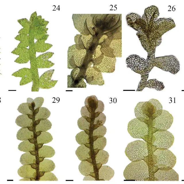 Figures-23-32-Bryophytes-of-Sete-Cidades-23-Cylindrocolea-planifolia-Steph-R-M_Q640.jpg