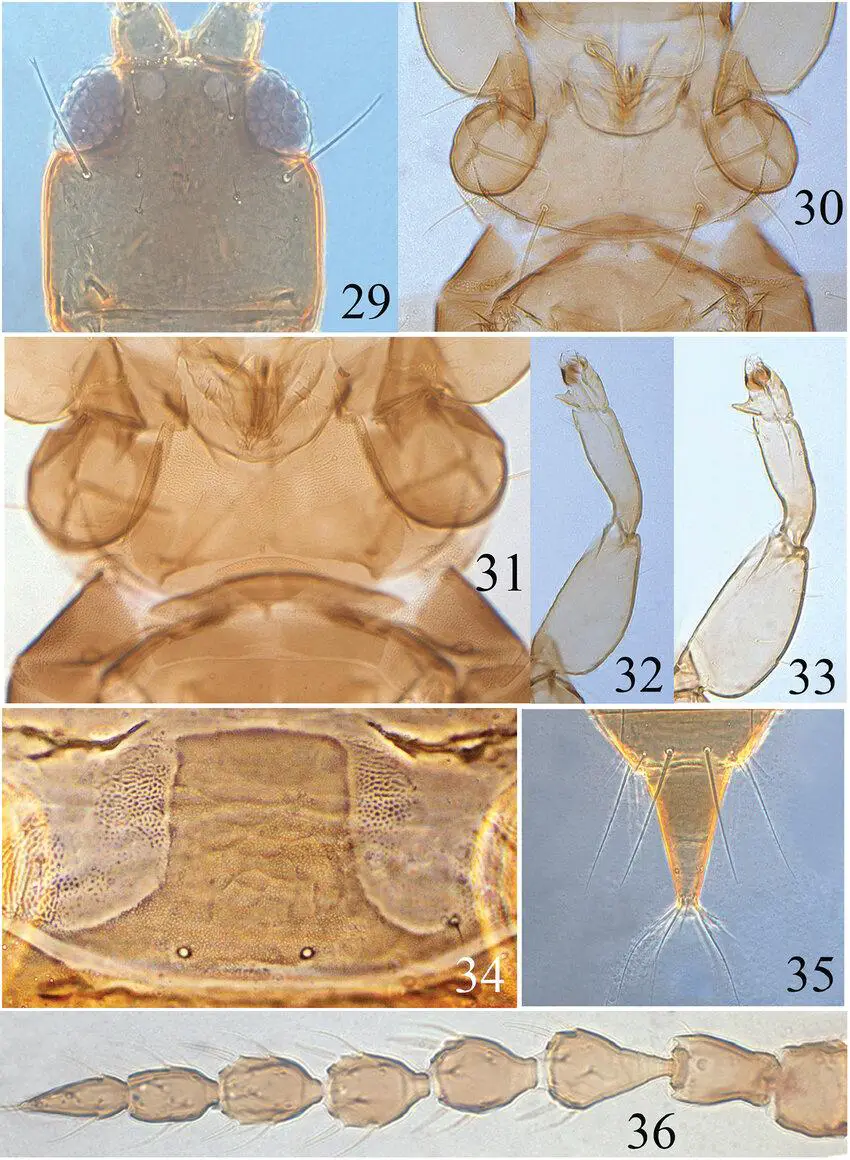 Figures-29-36-Psalidothrips-angustus-sp-n-29-head-30-pronotum-31-ventral-view-of.png