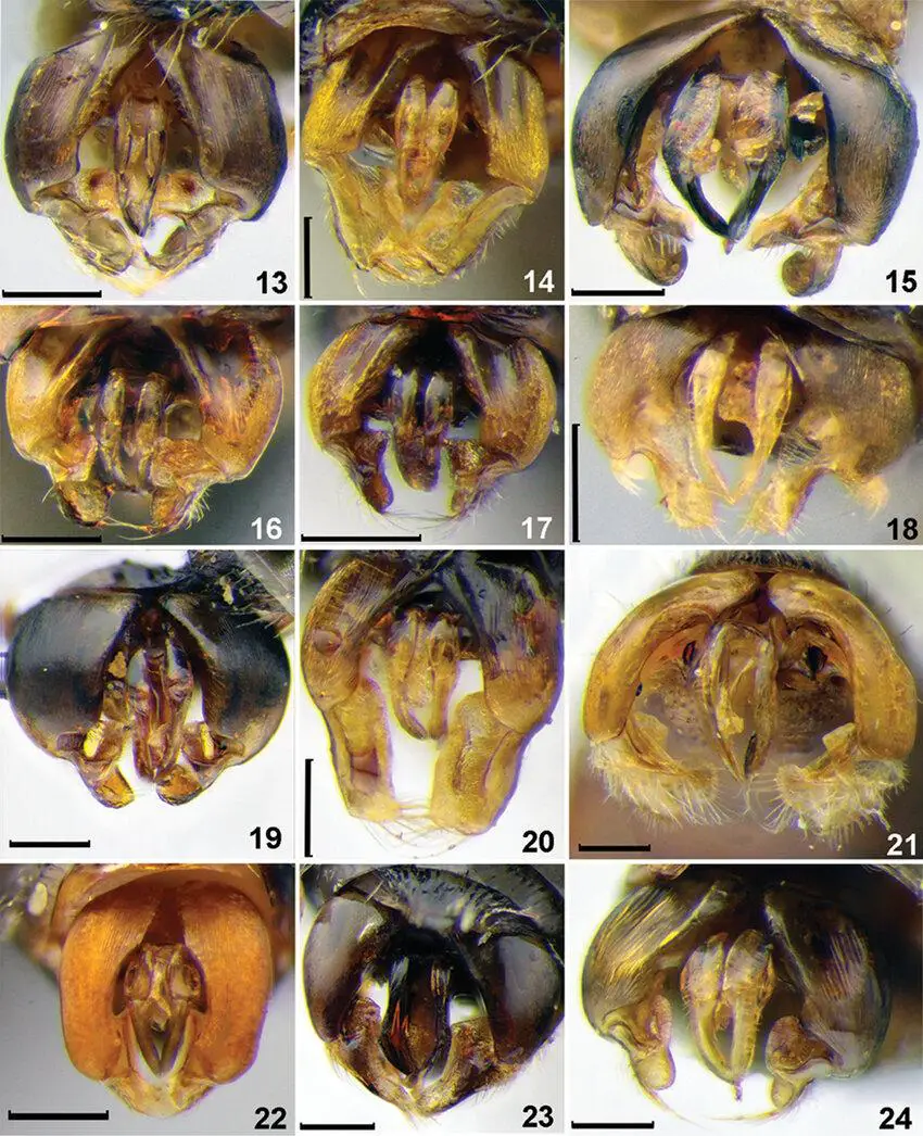 Figures-41-46-Diagnostic-characters-of-Sphecodes-species-females-41-42-head-dorsal.png
