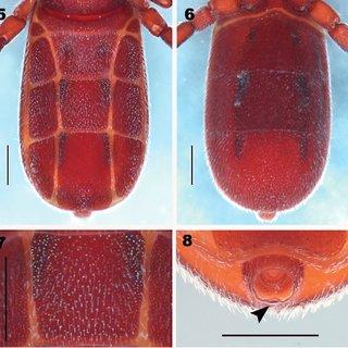 Figures-5-8-Pseudocellus-valerdii-sp-nov-male-holotype-5-6-Opisthosoma-dorsal-and_Q320.jpg