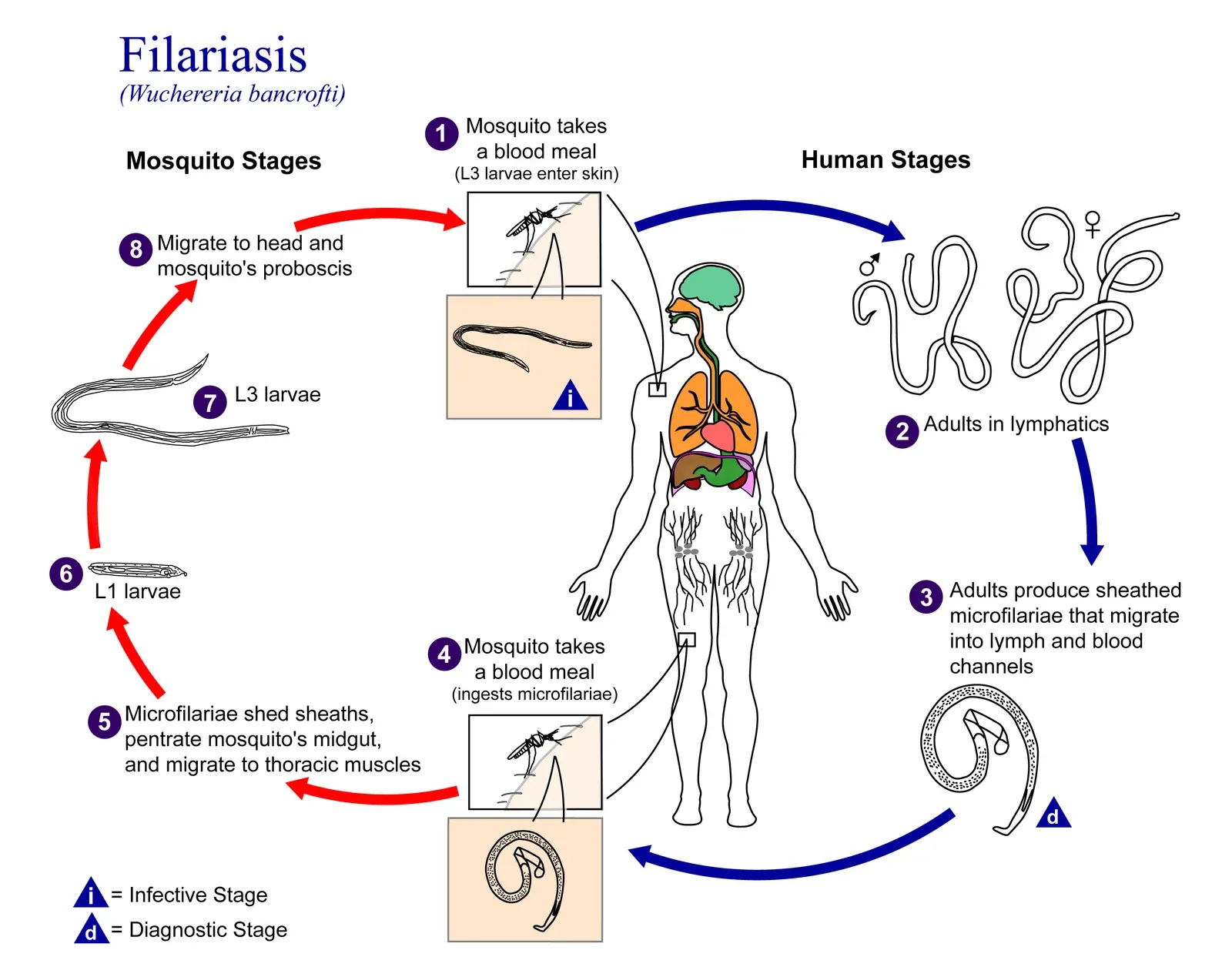 Filariasis_Wikipedia.org_.png