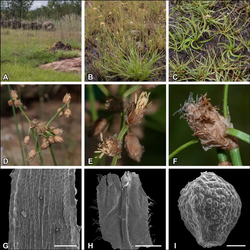 Fimbristylis-helicophylla-A-habitat-B-habit-C-leafy-rosettes-with-twisted.png