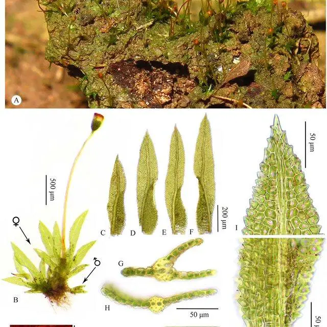 Fissidens-flabellulus-Thwaites-Mitt-A-Habit-B-Plants-C-D-Leaves-E-F_Q640.jpg