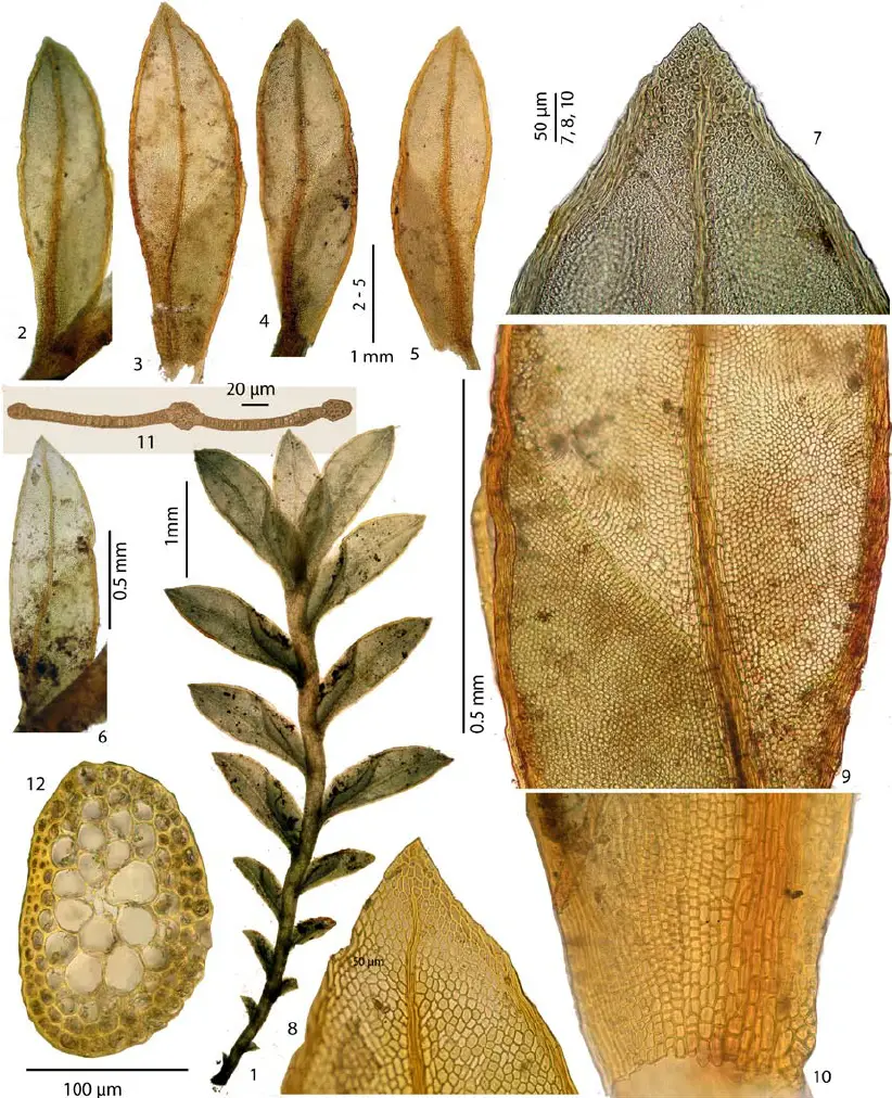 Fissidens-leucocinctus-Hampe-1-vegetative-stem-2-5-leaves-6-leaf-from.png