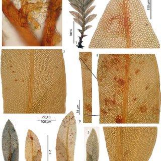 Fissidens-obscurifrons-Brugg-Nann-1-vegetative-stem-2-5-leaves-6-leaf-apex-7_Q320.jpg