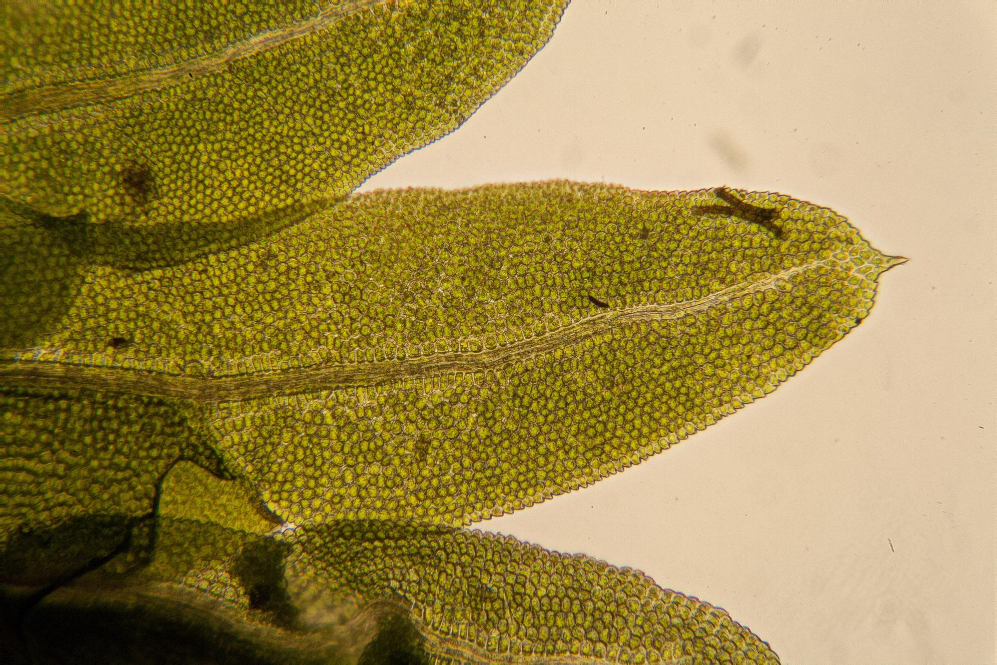 Fissidens-osmundoides-leaf.jpg