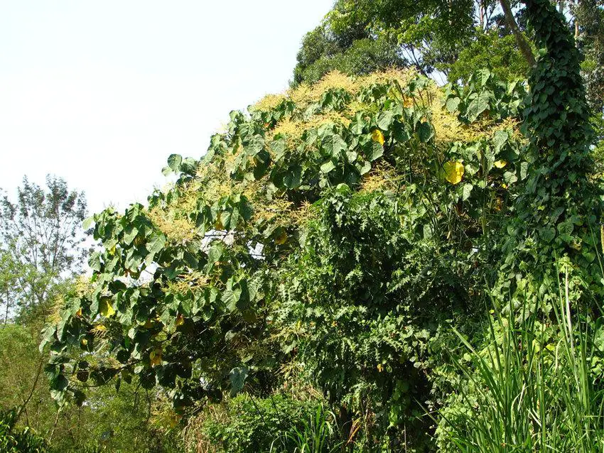 Flowering-Neoboutonia-macrocalyx-tree.jpg