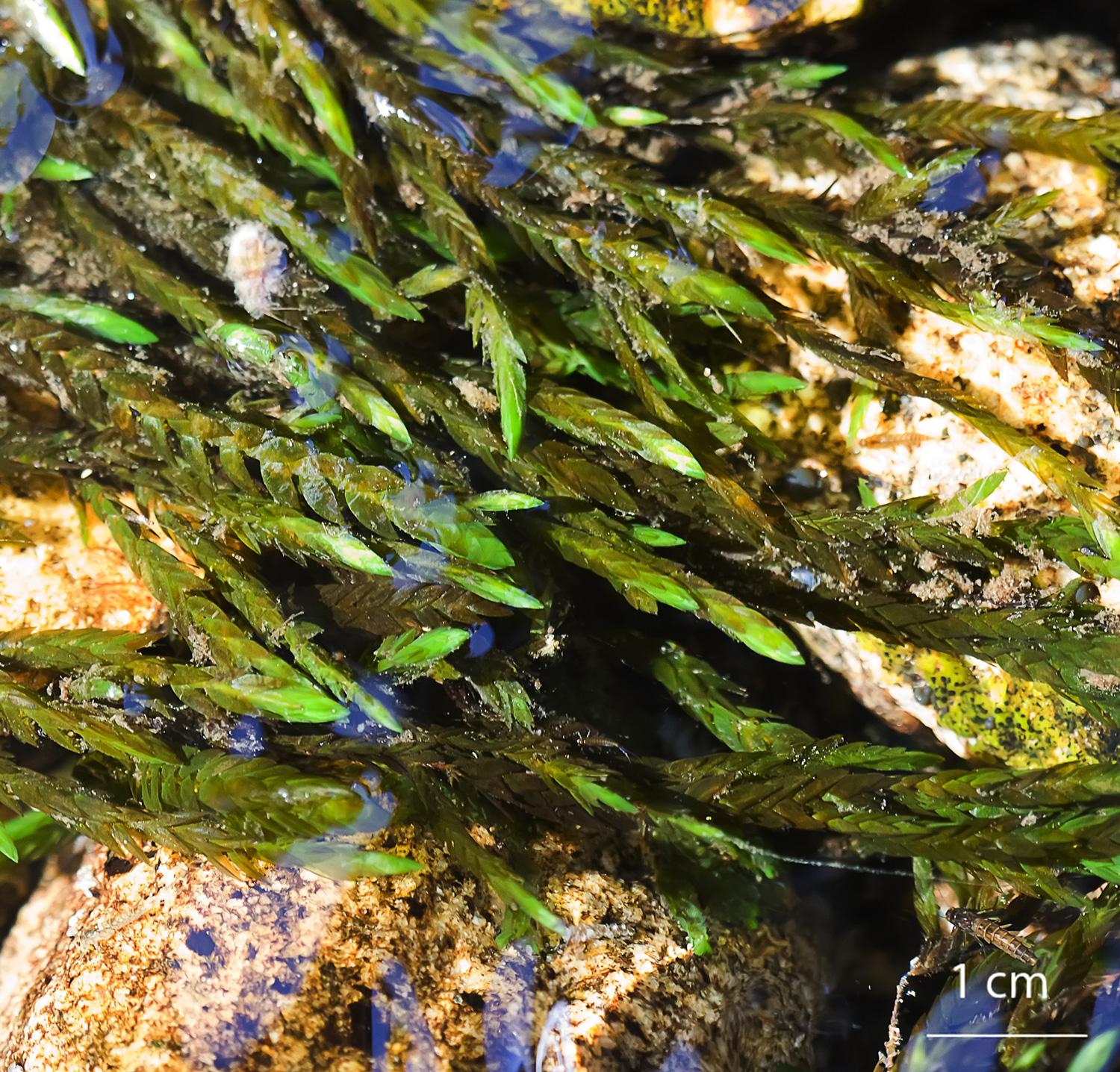 Fontinalis-antipyretica-moss.jpg