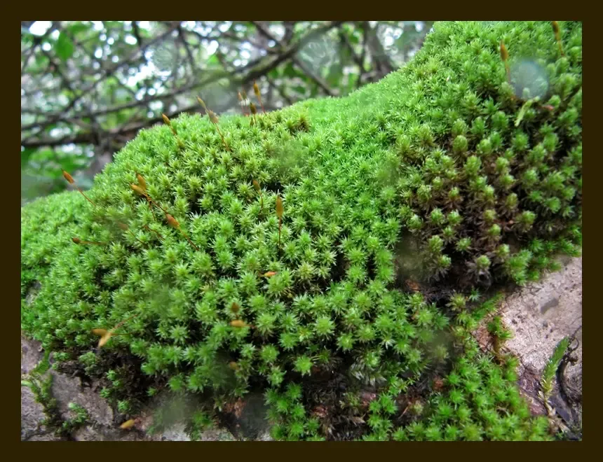 Foreground-Plants-for-Aquarium-Hyophila-Involuta-or-Star-Moss-or-Cement-Moss-1.jpg