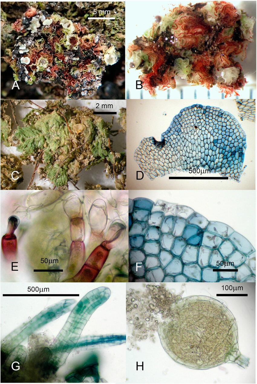 Fossombronia-isaloensis-Cargill-DACallaghan-A-Dry-herbarium-material-from-holotype.jpg