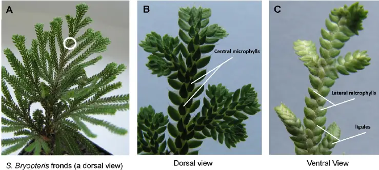 Fronds-of-S-bryopteris-growing-in-a-pot-A-Close-dorsal-view-of-the-frond-showing-the.png